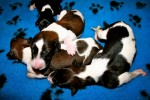 Solnyshko Puppies (4)